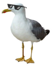 Cocai